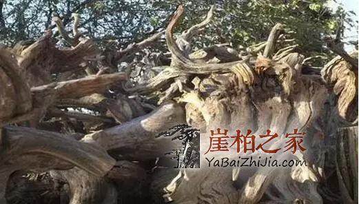 万万没想到,丑树根变根雕摆件,只需这几个步骤!-2