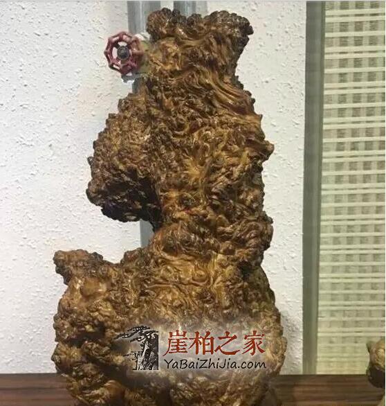 “变异”的崖柏,丑到极致美到极限-2