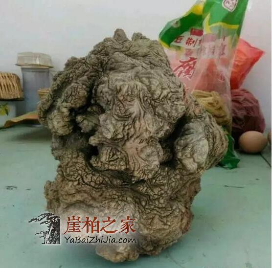 “变异”的崖柏,丑到极致美到极限-1