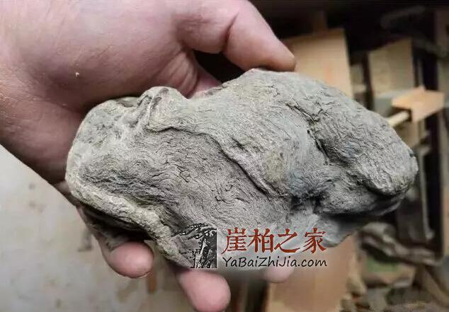 “变异”的崖柏,丑到极致美到极限-3
