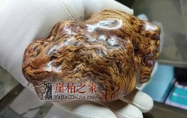 “变异”的崖柏,丑到极致美到极限-4
