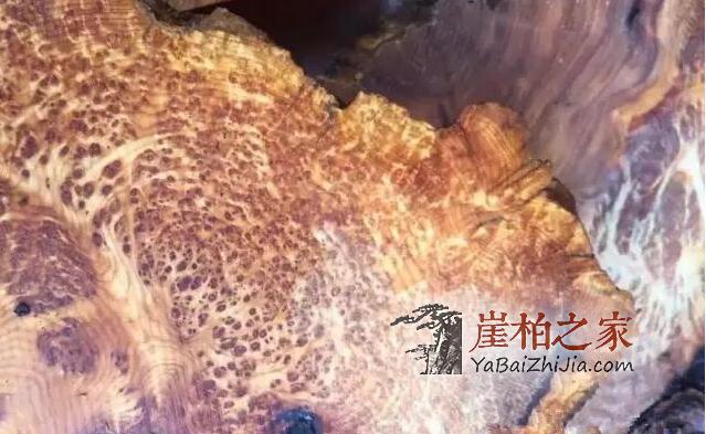 “变异”的崖柏,丑到极致美到极限-5