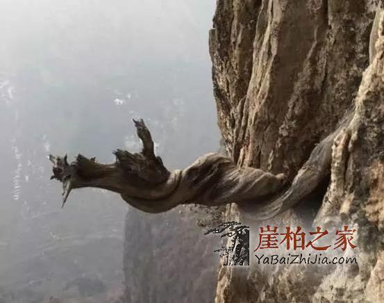 不要再听说崖柏,请听崖柏说-5