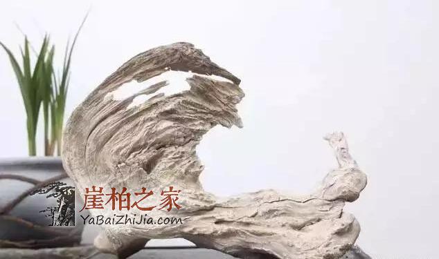 不要再听说崖柏,请听崖柏说-3