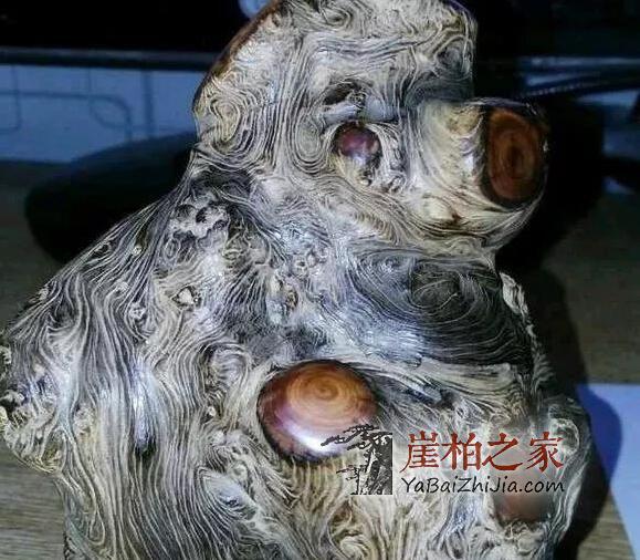 什么类型的崖柏最具潜力?不看是您的损失!-2