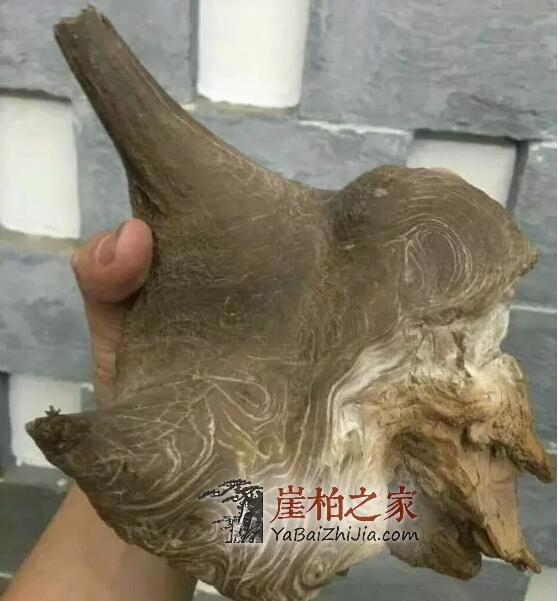 什么类型的崖柏最具潜力?不看是您的损失!-3