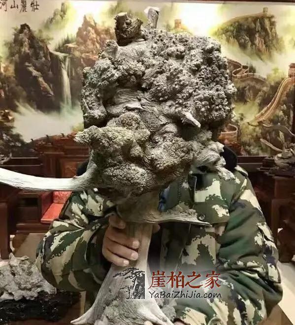 什么类型的崖柏最具潜力?不看是您的损失!-4