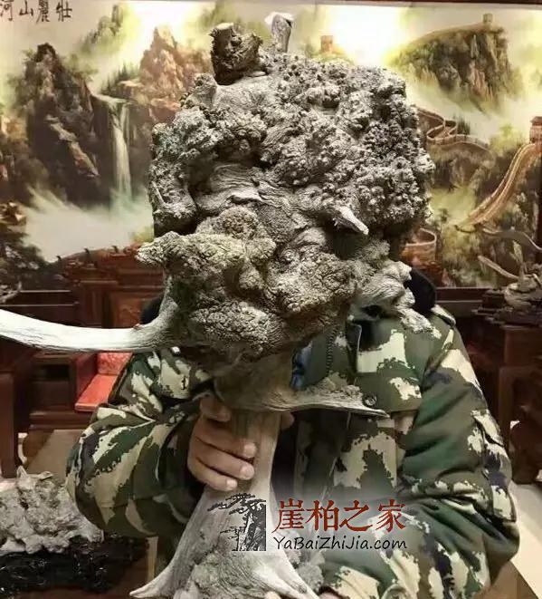 什么类型的崖柏最具潜力？不看是您的损失！-4