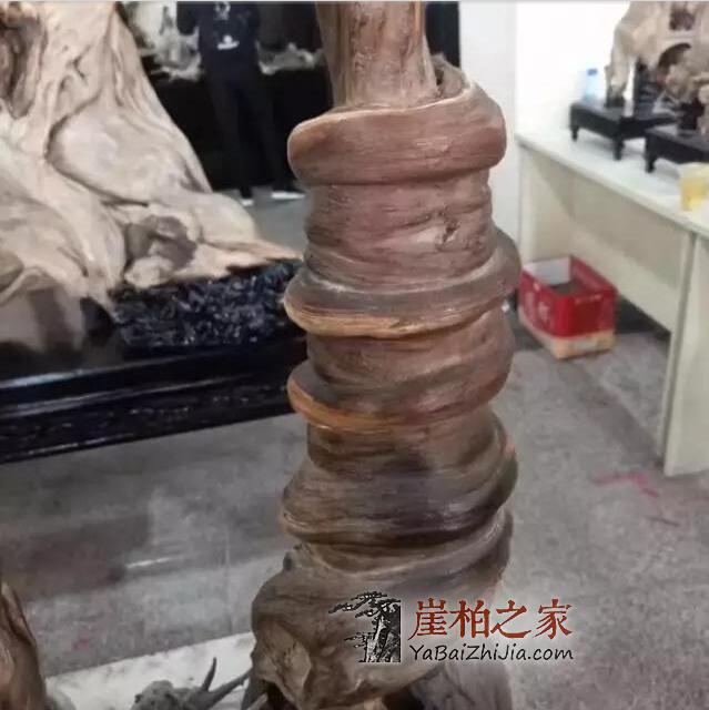什么类型的崖柏最具潜力?不看是您的损失!-5