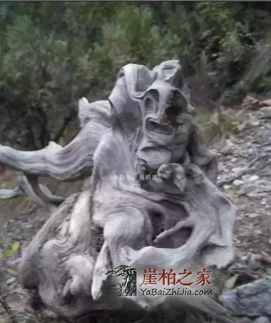 崖柏应该收藏毛料还是成品?如何抉择!-2