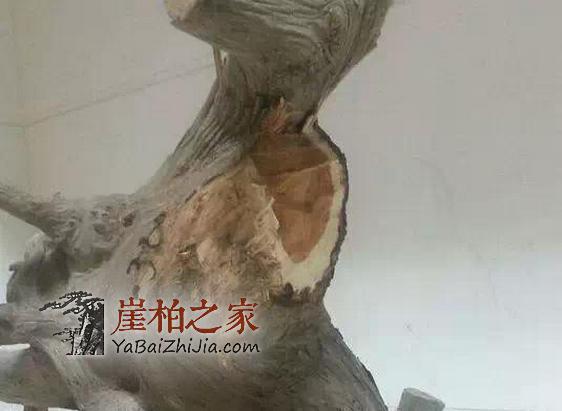 谈谈崖柏陈化料的特性-5