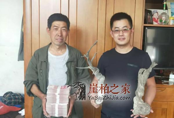 新一轮崖柏涨价潮到来,崖柏价格一路高升!-1