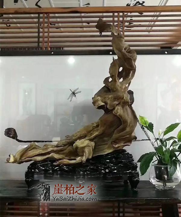 新一轮崖柏涨价潮到来,崖柏价格一路高升!-2