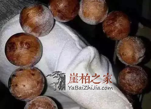 崖柏长毛了,可把宝宝吓坏了!-1