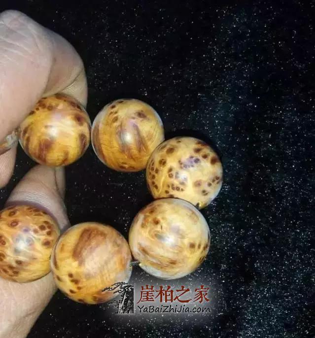 崖柏长毛了,可把宝宝吓坏了!-2