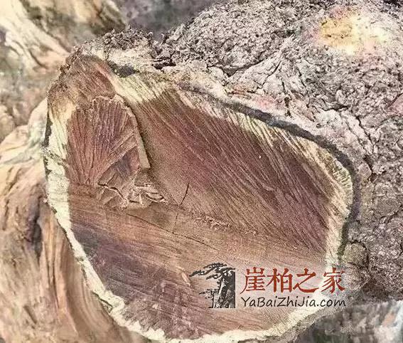崖柏长毛了,可把宝宝吓坏了!-3