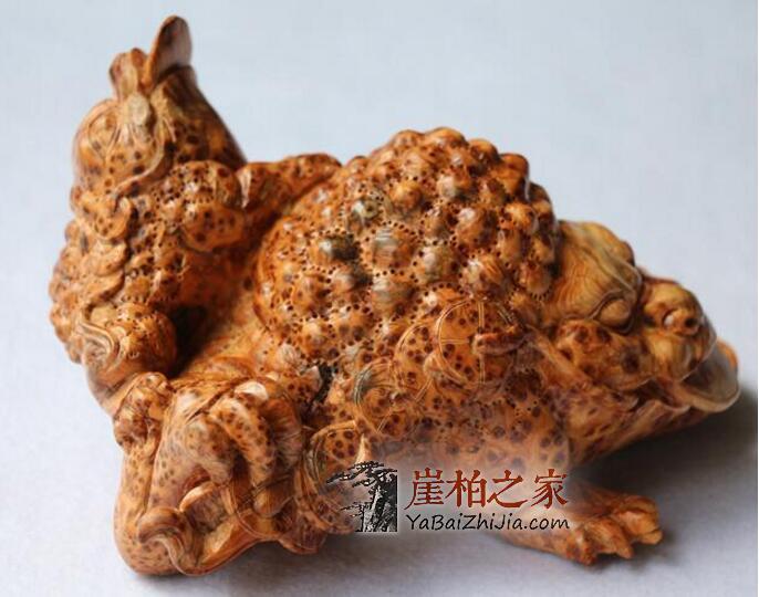 你知道吗,崖柏也要天天洗脸,周周洗澡?-4