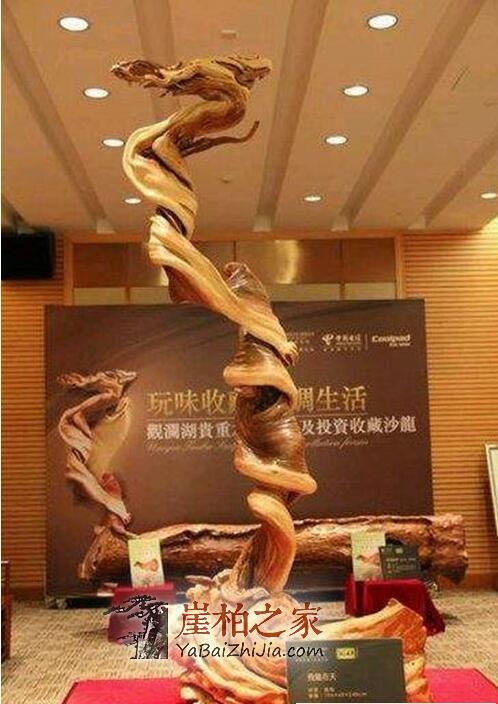 带白皮的崖柏就一定不好吗?-1