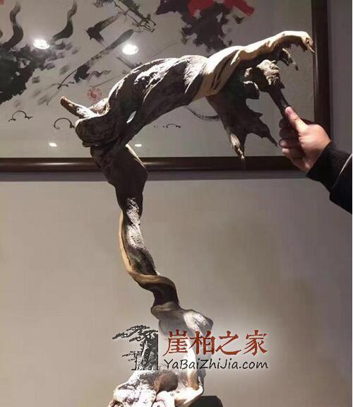 带白皮的崖柏就一定不好吗?-2