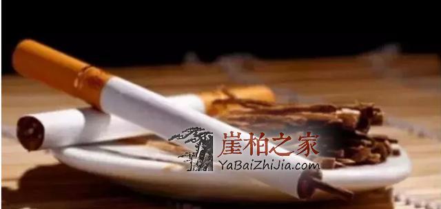 崖柏养生篇：崖柏开创养生保健应用新纪元！-4