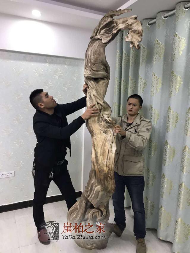 干货:崖柏爱好者如何选择崖柏原料产地-2