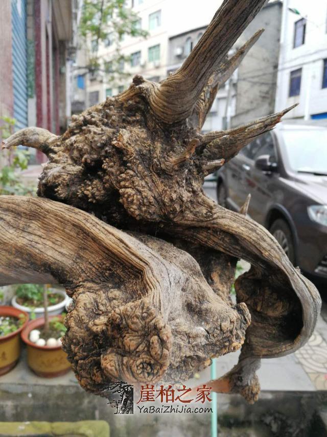 干货:崖柏爱好者如何选择崖柏原料产地-4