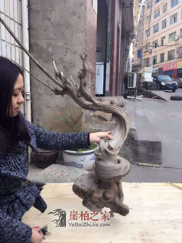 干货:崖柏爱好者如何选择崖柏原料产地-1