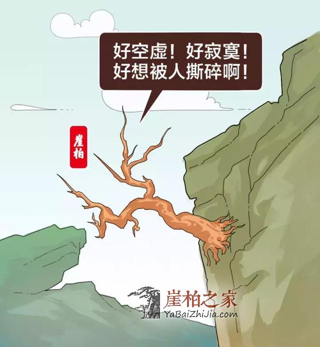 想买个崖柏?这些硬知识你不能不知道!-2