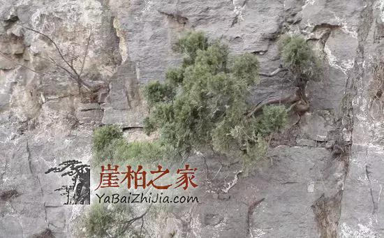 想买个崖柏?这些硬知识你不能不知道!-4