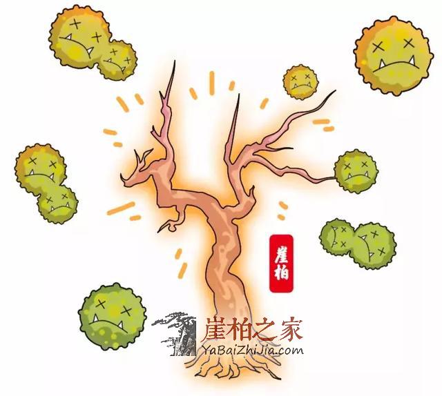 想买个崖柏?这些硬知识你不能不知道!-12