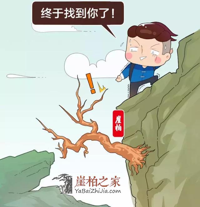 想买个崖柏?这些硬知识你不能不知道!-10
