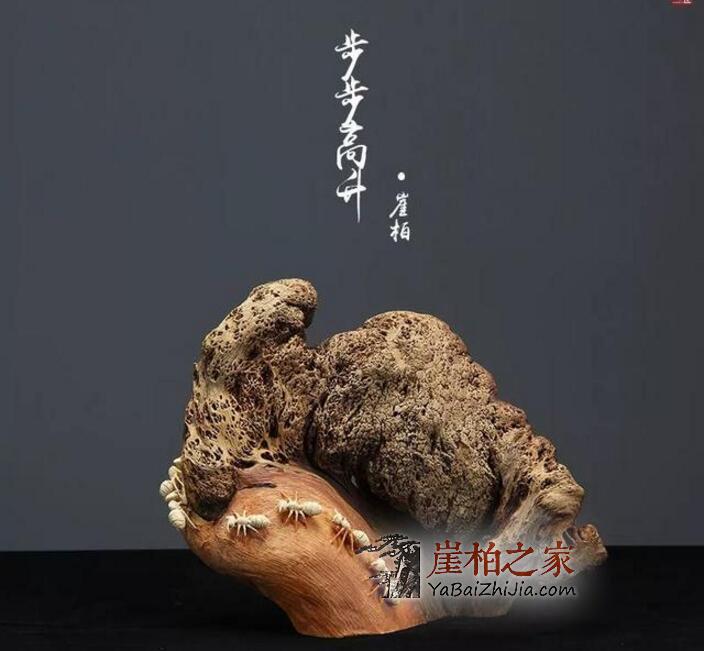 高价崖柏背后的成长经历!-4
