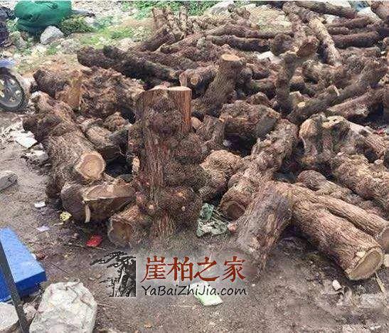如何从崖柏毛料上辨别料质的好坏?-4