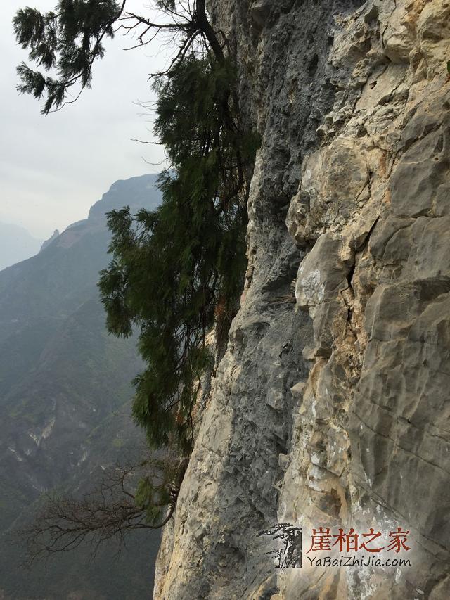 干货:关于崖柏的陈化等级-2