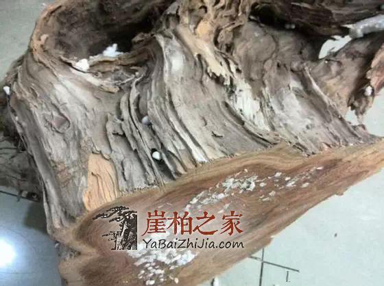 干货:关于崖柏的陈化等级-5