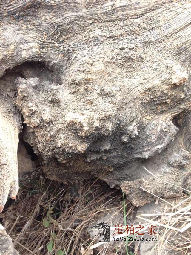 干货:关于崖柏的陈化等级-7