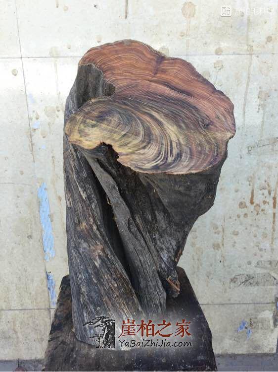 干货:关于崖柏的陈化等级-8
