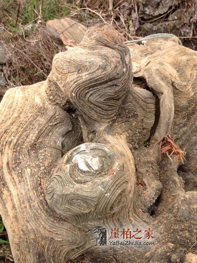 干货:关于崖柏的陈化等级-6