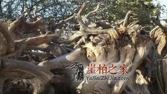看崖柏达人如何把丑树根变精美根雕摆件的?-2