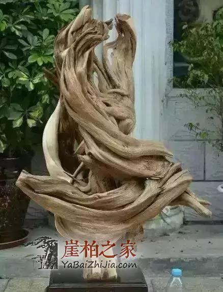 什么是崖柏?-2