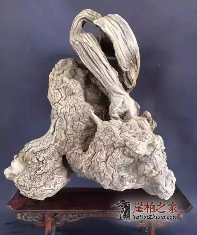 什么是崖柏?-1