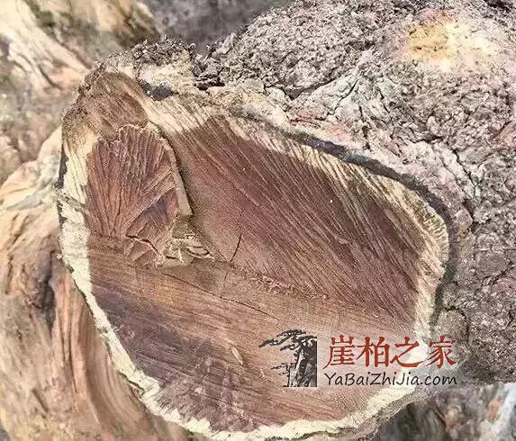 什么是崖柏?-7
