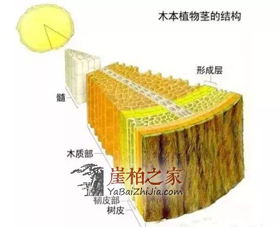 什么是崖柏?-6