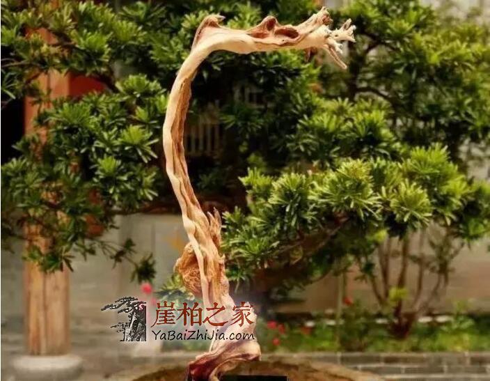崖柏的“诱惑力”!-1