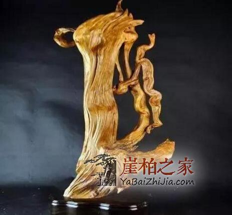 崖柏的“诱惑力”!-2