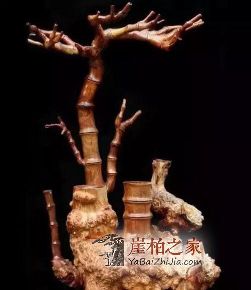 崖柏的“诱惑力”!-4
