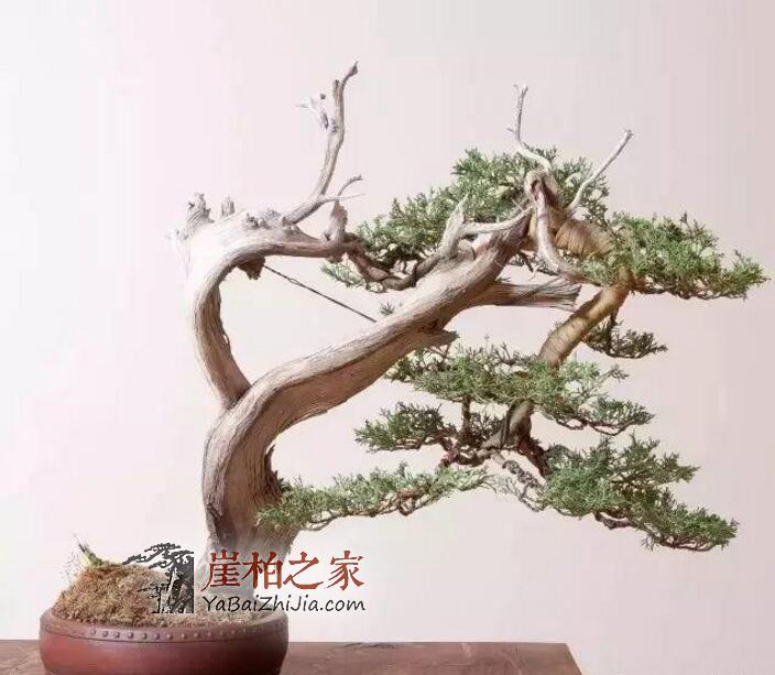 崖柏虽然好,学会盘玩保养也很重要!-2