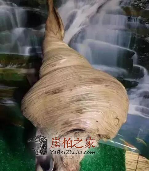崖柏的美丽靠打磨!-3