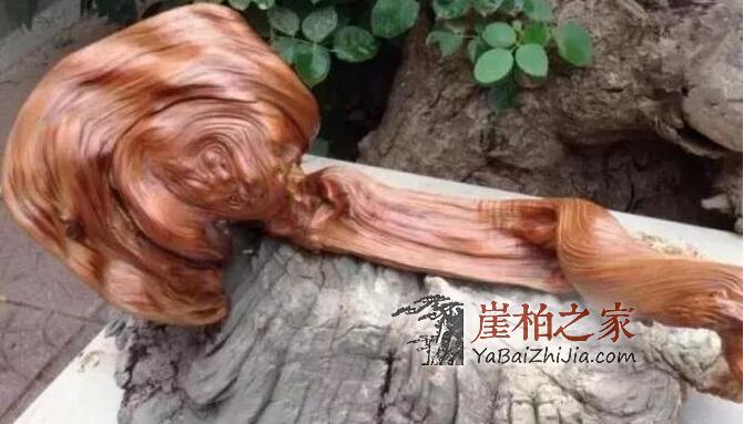 崖柏的美丽靠打磨!-11