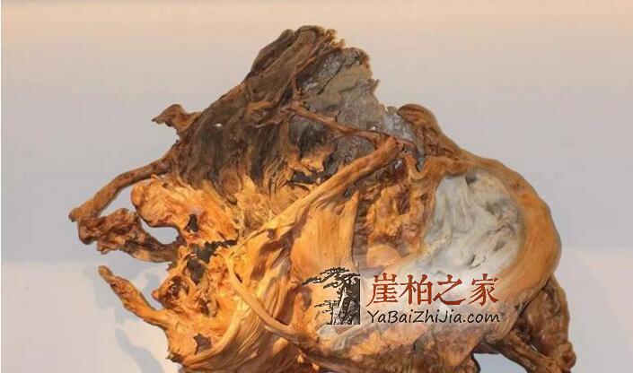 世界那么大,你为什么玩崖柏?-2